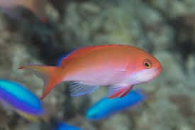 Silver Streak Anthias (Pseudanthias cooperi) – ornamental fish exported by Rafiki Marine, Mombasa