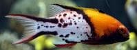 Lyretail Hogfish (Bodianus anthoides) – ornamental fish exported by Rafiki Marine, Mombasa