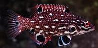 Diana's Hogfish (Bodianus diana) – ornamental fish exported by Rafiki Marine, Mombasa