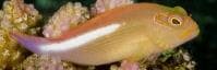 Arc-eyed Hawkfish (Paracirrhites arcatus) – ornamental fish exported by Rafiki Marine, Mombasa