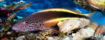 Foster's Hawkfish (Paracirrhites forsteri) – ornamental fish exported by Rafiki Marine, Mombasa