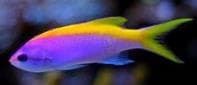 Yellow-tail Goldie (Mirolabrichthys evansi) – ornamental fish exported by Rafiki Marine, Mombasa