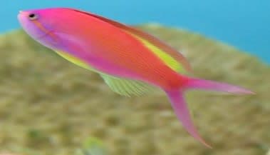 Threadfin Goldie - Female (Nemanthias carberryi) – ornamental fish exported by Rafiki Marine, Mombasa