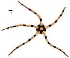 Black Brittle Starfish (Ophiolepis superba) – ornamental fish exported by Rafiki Marine, Mombasa