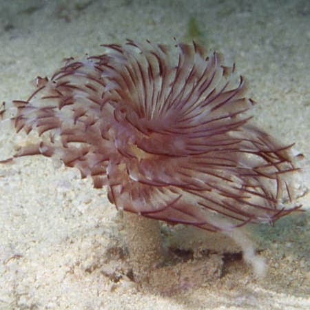 Tube Worm (Sabellastarte sp.) – ornamental fish exported by Rafiki Marine, Mombasa