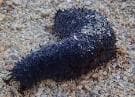 Black Sea Cucumber (Holothuria leucospilota) – ornamental fish exported by Rafiki Marine, Mombasa