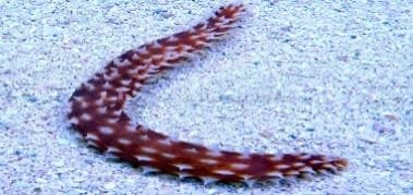 Tiger Tail Sea Cucumber (Holothuria thomasi) – ornamental fish exported by Rafiki Marine, Mombasa