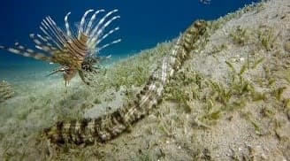 Snake Sea Cucumber (Synapta maculata) – ornamental fish exported by Rafiki Marine, Mombasa