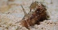 Sea Hare (Dolabella auricularia) – ornamental fish exported by Rafiki Marine, Mombasa