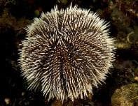 White Sea Urchin (Tripneustes ventricosus) – ornamental fish exported by Rafiki Marine, Mombasa