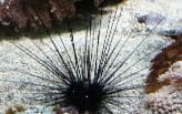 Long Spine Urchin (Diadema setosum) – ornamental fish exported by Rafiki Marine, Mombasa