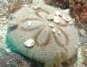 Sand Dollar (Clypeaster australasiae) – ornamental fish exported by Rafiki Marine, Mombasa