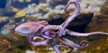 Common Octopus (Octopus vulgaris) – ornamental fish exported by Rafiki Marine, Mombasa