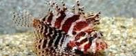 Shortfin Lionfish (Dendrochirus brachypterus) – ornamental fish exported by Rafiki Marine, Mombasa