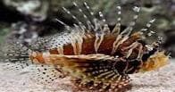 Zebra Lionfish (Dendrochirus zebra) – ornamental fish exported by Rafiki Marine, Mombasa