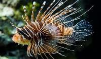 Spotfin Lionfish (Pterois antennata) – ornamental fish exported by Rafiki Marine, Mombasa