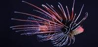 Tailbar Lionfish (Pterois radiata) – ornamental fish exported by Rafiki Marine, Mombasa