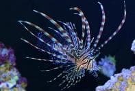 Black Lionfish (Pterois volitans) – ornamental fish exported by Rafiki Marine, Mombasa