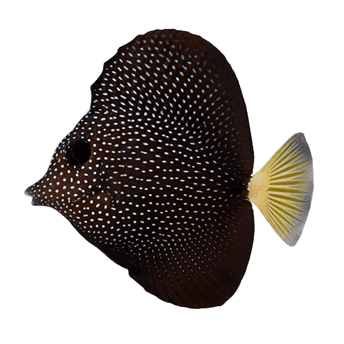 Gem Tang (Zebrasoma gemmatum) – ornamental fish exported by Rafiki Marine, Mombasa