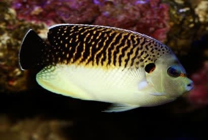 Tiger Angelfish (Apolemichthys kingi) – ornamental fish exported by Rafiki Marine, Mombasa