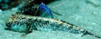 Blue-dorsal Mudskipper (Periophthalmus papilio) – ornamental fish exported by Rafiki Marine, Mombasa