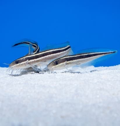 Catfish (Plotosus arab) – ornamental fish exported by Rafiki Marine, Mombasa