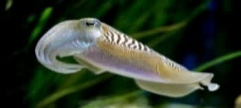 Cuttlefish (Sepia latimanus) – ornamental fish exported by Rafiki Marine, Mombasa
