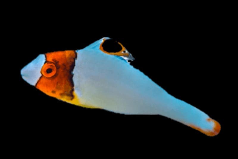 Bicolor Parrotfish (Scarus bicolor) – ornamental fish exported by Rafiki Marine, Mombasa