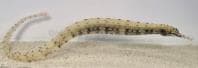 Messmate Pipefish (Corythoichthys haematopterus) – ornamental fish exported by Rafiki Marine, Mombasa
