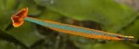 Bluestripe Pipefish (Doryrhamphus excisus) – ornamental fish exported by Rafiki Marine, Mombasa