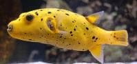 Africa Puffer (Arothron citrinellus) – ornamental fish exported by Rafiki Marine, Mombasa