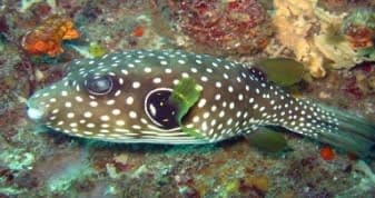 Star and Stripes Puffer (Arothron hispidus) – ornamental fish exported by Rafiki Marine, Mombasa