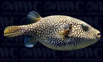 Scribbled Toadfish (Arothron mappa) – ornamental fish exported by Rafiki Marine, Mombasa