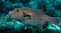 Black Spotted Puffer (Arothron meleagris) – ornamental fish exported by Rafiki Marine, Mombasa