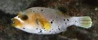 Black-spotted Puffer (Arothron nigropunctatus) – ornamental fish exported by Rafiki Marine, Mombasa