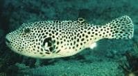 Starry Pufferfish (Arothron stellatus) – ornamental fish exported by Rafiki Marine, Mombasa