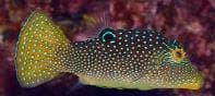 False-eye Toby (Canthigaster solandri) – ornamental fish exported by Rafiki Marine, Mombasa