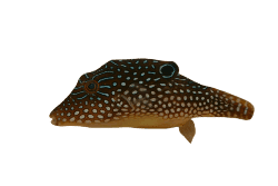 Peacock Puffer (Canthigaster margaritatus) – ornamental fish exported by Rafiki Marine, Mombasa