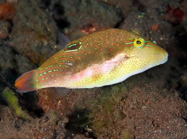 Grey White Toby (Canthigaster smithae) – ornamental fish exported by Rafiki Marine, Mombasa