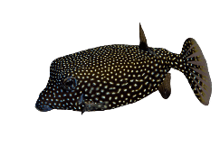 Black Boxfish (Ostracion cubicus) – ornamental fish exported by Rafiki Marine, Mombasa