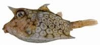 African Cowfish (Lactoria diaphana) – ornamental fish exported by Rafiki Marine, Mombasa