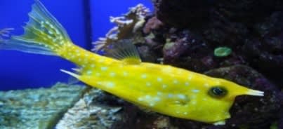 Longhorn Cowfish (Lactoria cornuta) – ornamental fish exported by Rafiki Marine, Mombasa