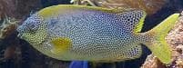 Brown-spotted Spinefoot (Siganus stellatus) – ornamental fish exported by Rafiki Marine, Mombasa
