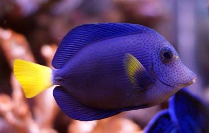 Purple Tang (Zebrasoma xanthurum) – ornamental fish exported by Rafiki Marine, Mombasa