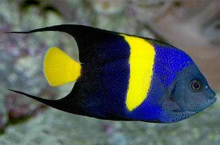 Arabian Angelfish (Pomacanthus asfur) – ornamental fish exported by Rafiki Marine, Mombasa