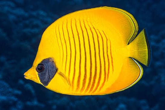 Bluecheek Golden Butterfly (Chaetodon semilarvatus) – ornamental fish exported by Rafiki Marine, Mombasa