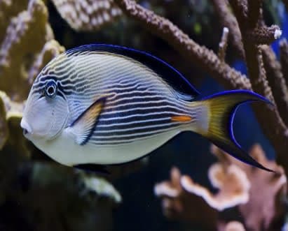 Sohal Tang (Acanthurus sohal) – ornamental fish exported by Rafiki Marine, Mombasa