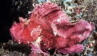 Red Dragonfish (Taenianotus triacanthus) – ornamental fish exported by Rafiki Marine, Mombasa