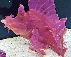 Eschmeyer's Scorpionfish (Rhinopias eschmeyeri) – ornamental fish exported by Rafiki Marine, Mombasa
