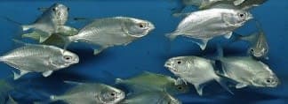 Silver Fish (Trachinotus blochii) – ornamental fish exported by Rafiki Marine, Mombasa